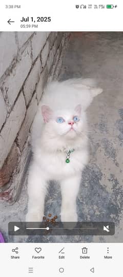 03111855136 WhatsApp