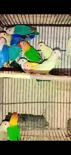 Mix love birds