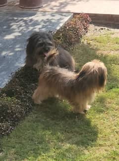 Trained Dogs pair for Sale