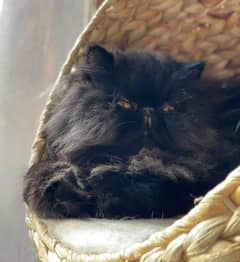 pure piki face confirm stud male for sale