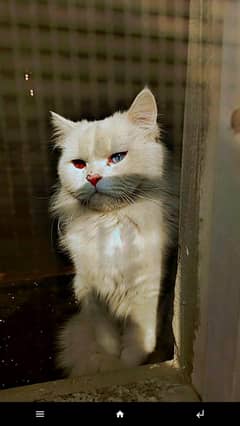 Persian Cat