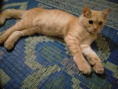 brown cat