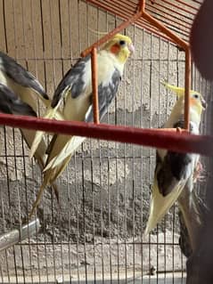 cockatiel