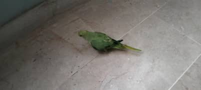 Green RingNeck