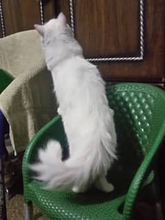 Fancy cat for sale