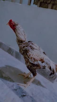 aseel mian wali