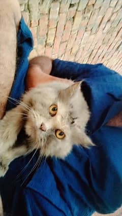 persian cat for sale
