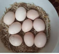 Eggs