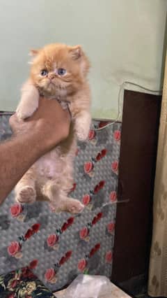 Persian
