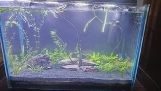 1.5 feet planted aquarium with power filter.    for call 03346917890