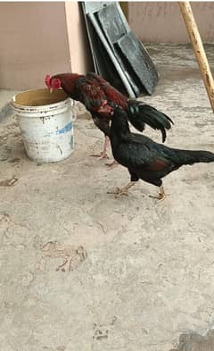 Pure mianwali aseel pair for sale