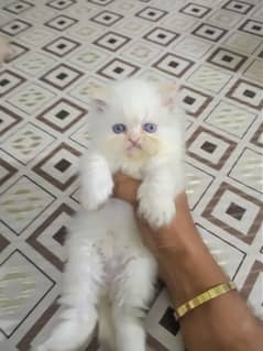 persian