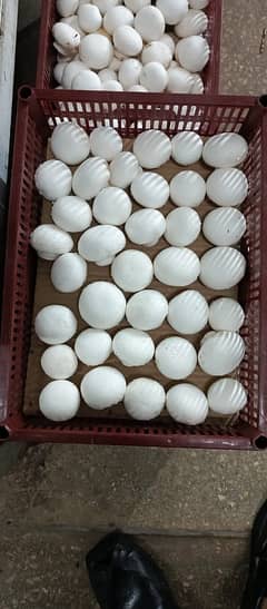 Fresh Button Mushrooms kg