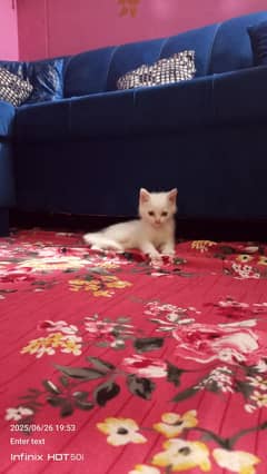 kitten baby 2 month healthy  white color
