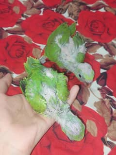 1 month pair baby  raw parrot