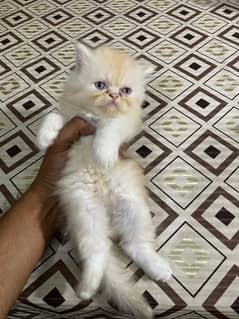 Persian