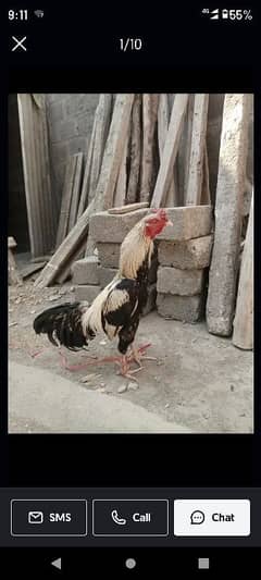 beautiful and active murgha for sale