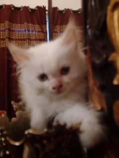 little kittens