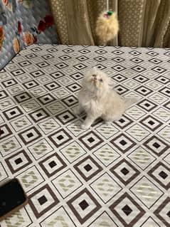 persian kitten/ male kitten