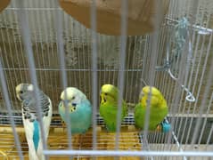 Australian parrot 2 pairs with cage