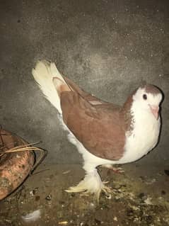 Sherazi for sale