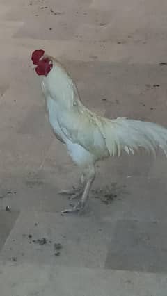 Heera murgha