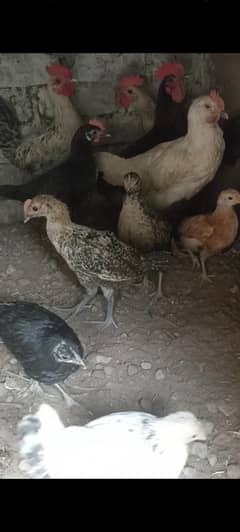 healthy and active 4 month old 550 pr piece 2month old 320 male female