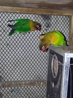 Pair of Love parrots for sale