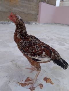 murgi