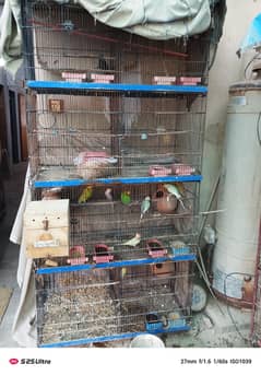 foldable cage and 5*5 solid iron pingra