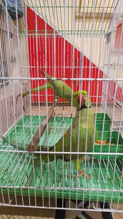 Green beck parrot pair with cage