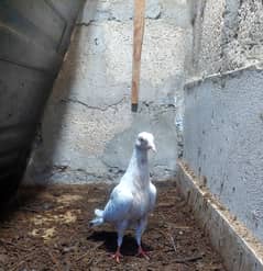 Pigeon Female Healthy & Active
