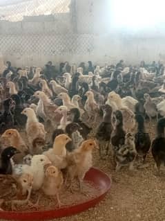 Misri Golden chick"s for sale