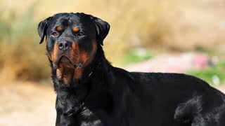 Rottweiler Female 9 months old