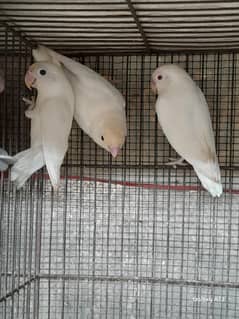 Albino Black and Red  Eye