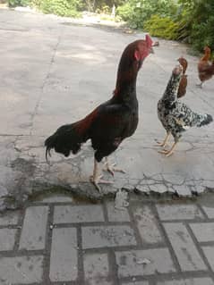Aseel