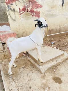 1 bakra 1 bakri
