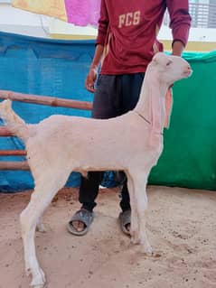 3 month ke gualabi Bache
