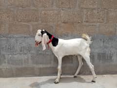 Bakra