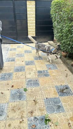 Siberian Husky