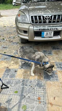 Siberian Husky