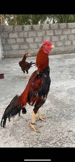 Miyanwali aseel