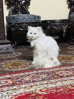 Punch face cat