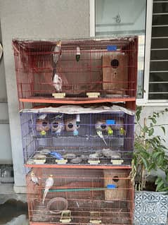 3 floors cage and 1 Cage + cocktail + australian bajri