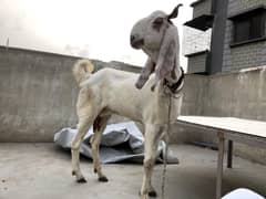 Dodh wali bakri daily adha kilo dodh