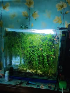 plants, aquatic and sub aquatic, adaptable