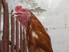 Aseel Chick's