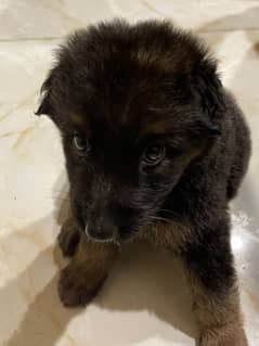 pure german shepherd puppy for sale with dog food