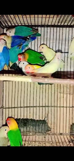 14 pair. 1 pair price 2200. Lovebirds