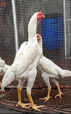 White OH shamo pair 5 months 0324940150